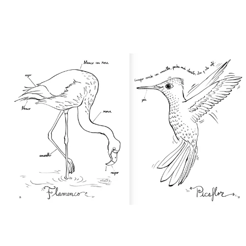 PINTAPÁJARO - AMANUTA - Imagen 7