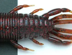 Raid Japan Buggy Craw